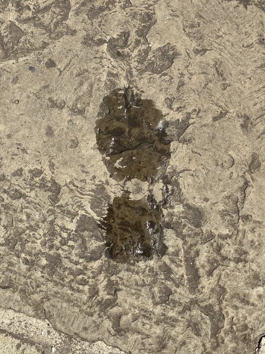 My Footprint