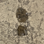 My Footprint