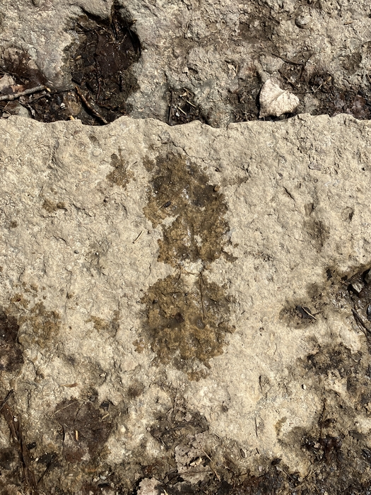 My Footprint