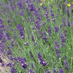Dawes Arboretum