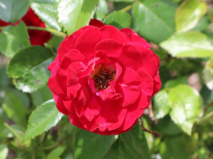 Dawes Arboretum