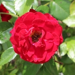 Dawes Arboretum