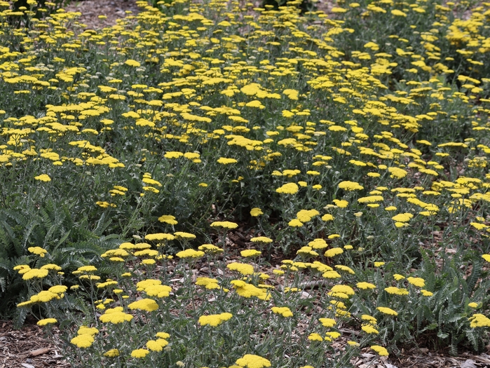 Dawes Arboretum