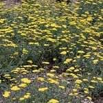 Dawes Arboretum