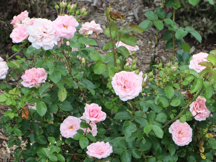 Dawes Arboretum