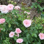 Dawes Arboretum