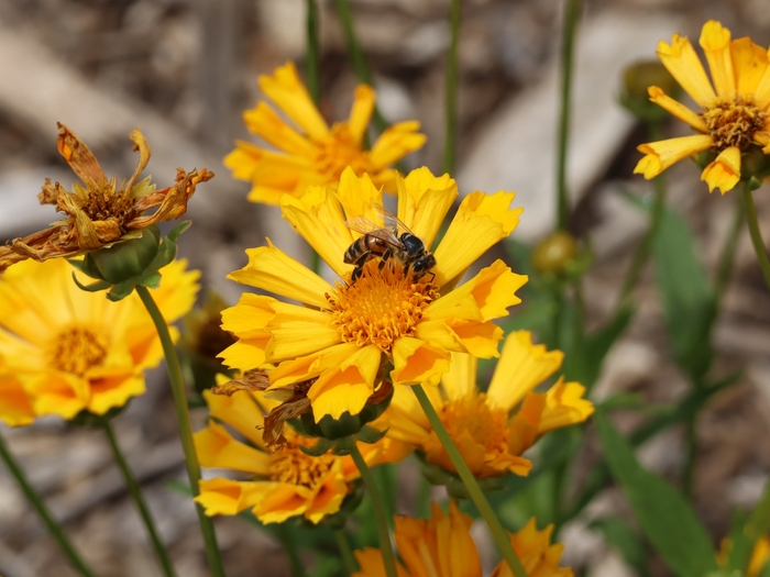 Dawes Arboretum