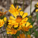 Dawes Arboretum