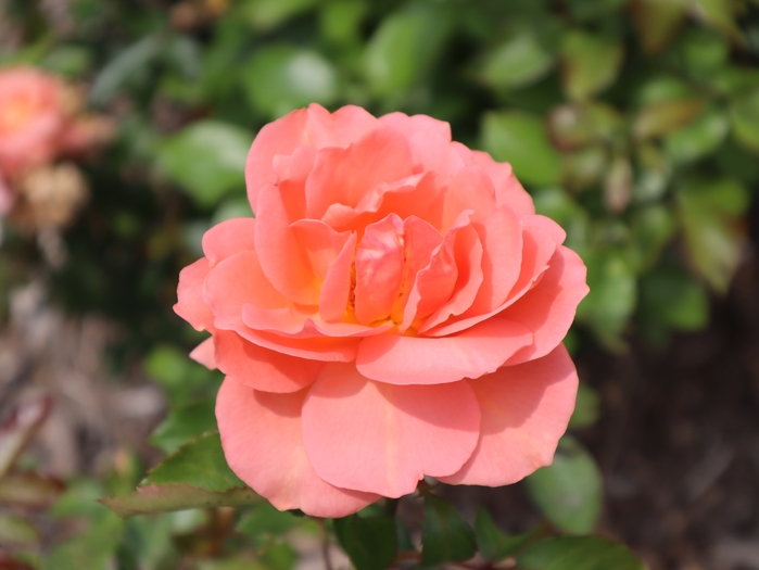 Dawes Arboretum