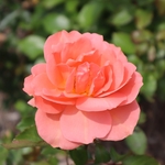 Dawes Arboretum