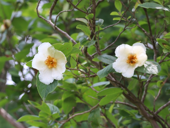 Dawes Arboretum