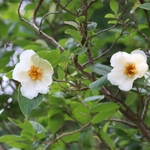 Dawes Arboretum