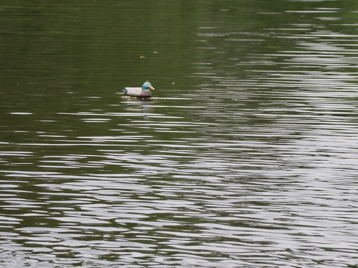 Dawes Arboretum
