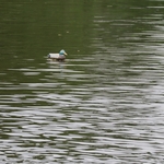 Dawes Arboretum