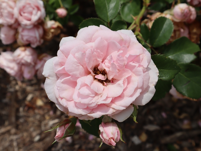 Dawes Arboretum