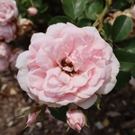 Dawes Arboretum