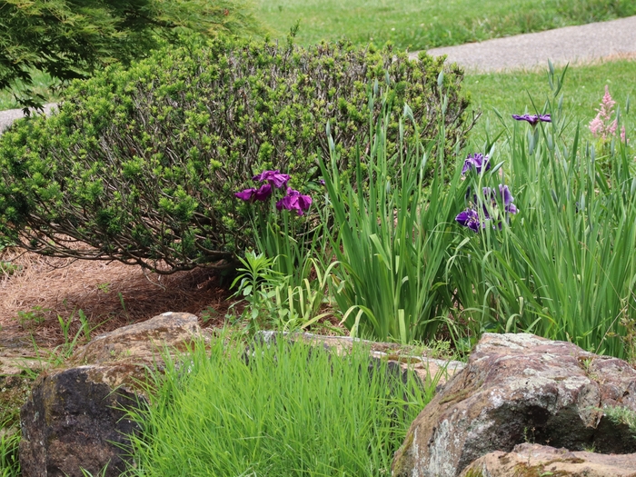 Dawes Arboretum