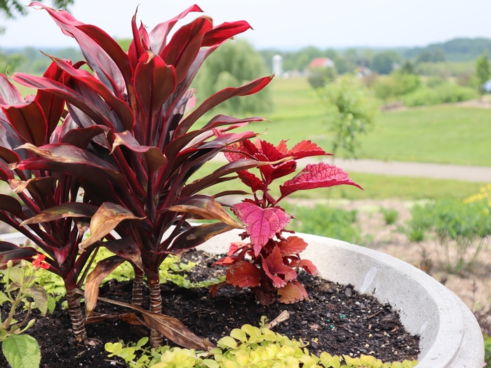 Dawes Arboretum