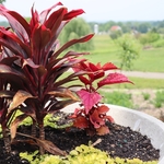 Dawes Arboretum