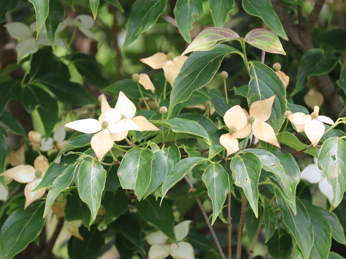 Dawes Arboretum