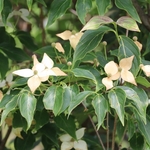 Dawes Arboretum