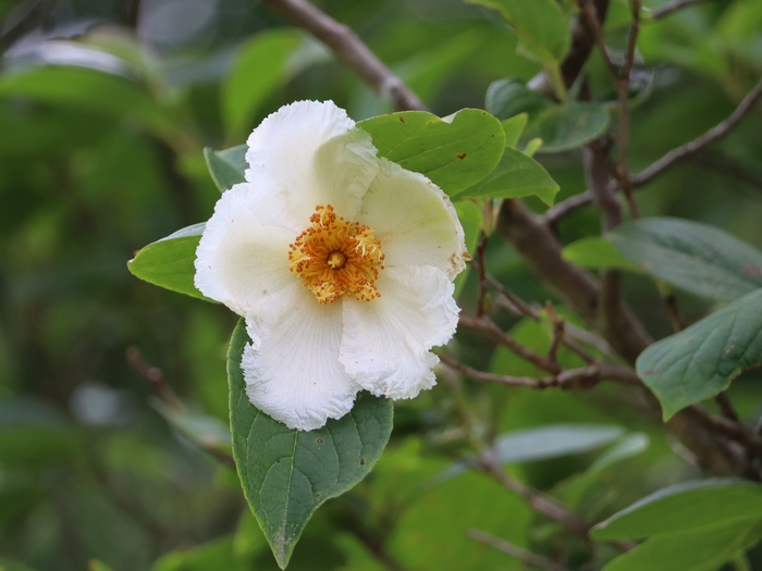 Dawes Arboretum