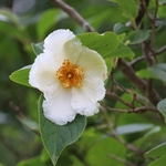 Dawes Arboretum