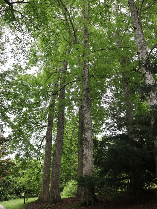 Dawes Arboretum