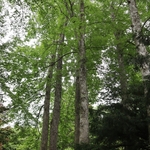 Dawes Arboretum