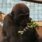 Columbus Zoo