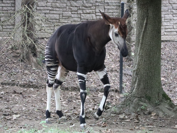 Columbus Zoo