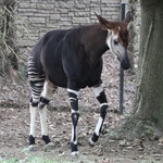 Columbus Zoo