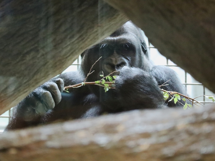 Columbus Zoo