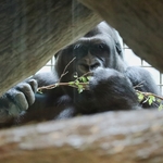Columbus Zoo