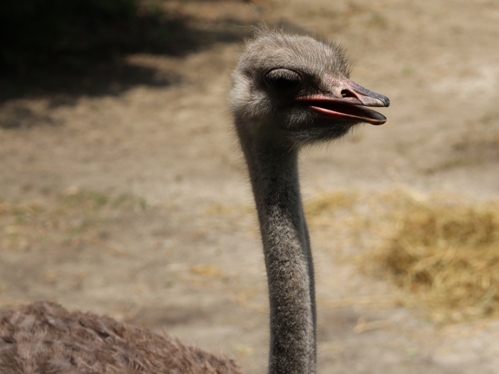 Columbus Zoo