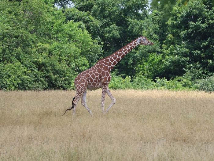 Columbus Zoo