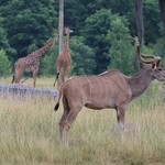 Columbus Zoo