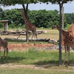 Columbus Zoo