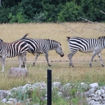 Columbus Zoo