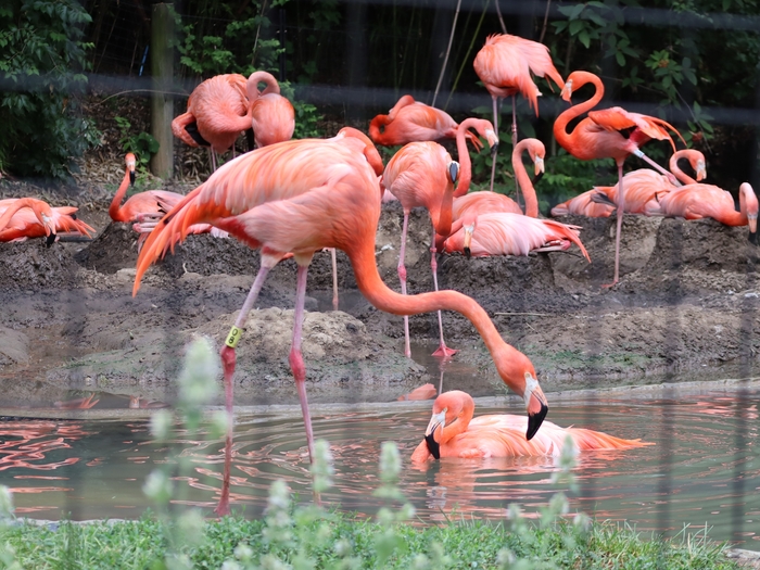Columbus Zoo