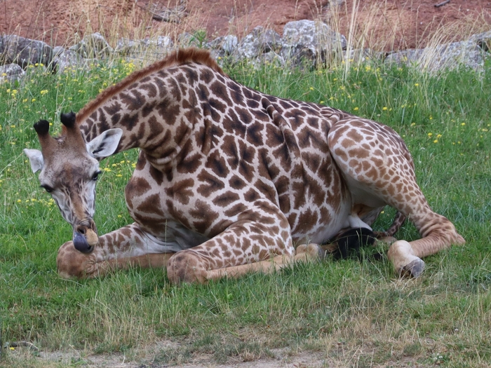 Columbus Zoo