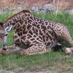 Columbus Zoo