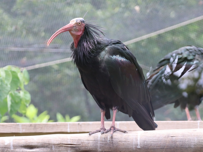 Columbus Zoo