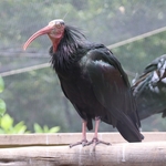 Columbus Zoo