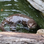 Columbus Zoo