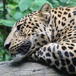 Columbus Zoo
