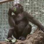 Columbus Zoo