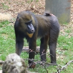 Columbus Zoo