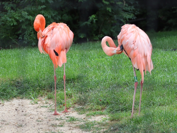 Columbus Zoo