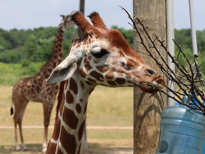 Columbus Zoo